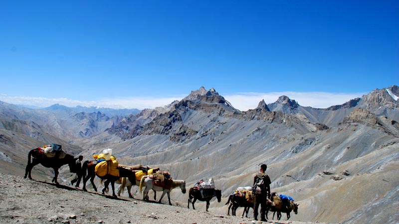 Ladakh montagne chevaux.jpg