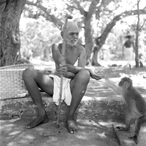 Ramana Maharshi et le singe.jpg