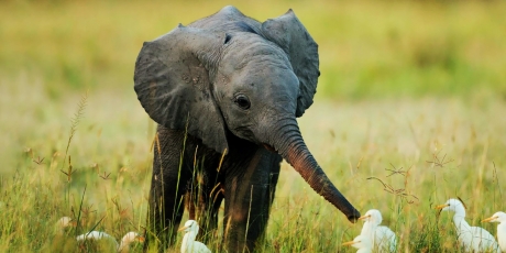 4504_baby-elephant-and-egrets-16158-1680x1050_1_460x230.jpg