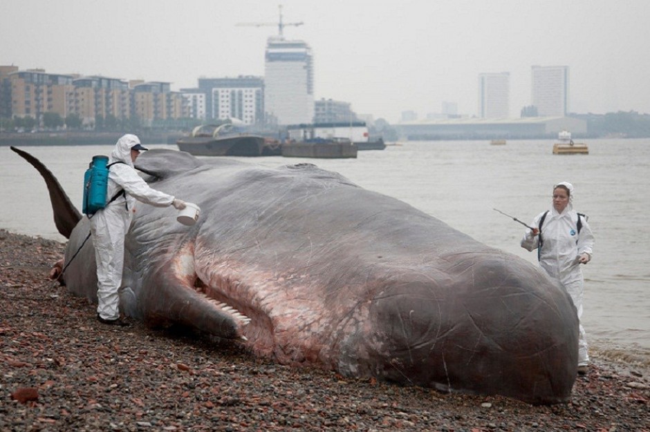 the-great-greenwich-whale-by-stu-mayhew-900x600.jpg