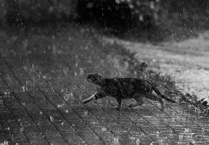 chat-sous-la-pluie.jpg