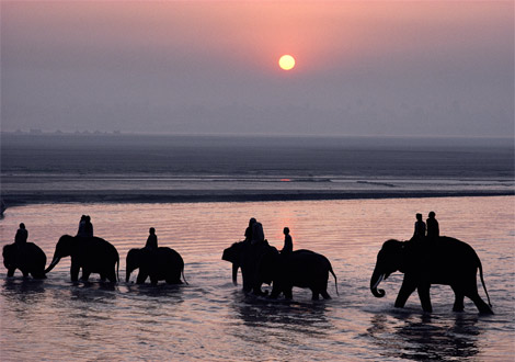 elephants-india_sonpur.jpg